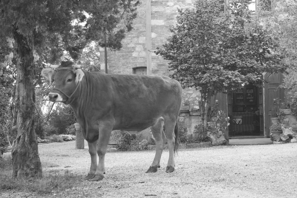 Agriturismo Cognanello Montepulciano Stazione Kültér fotó